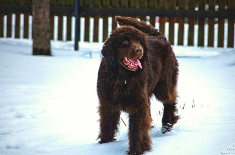 Фото: ньюфаундленд Альфа Дар Окса Ванилия