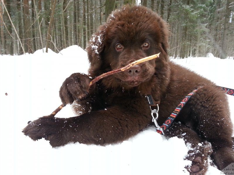Фото: ньюфаундленд Браунблад МСК Сэмми Лесс