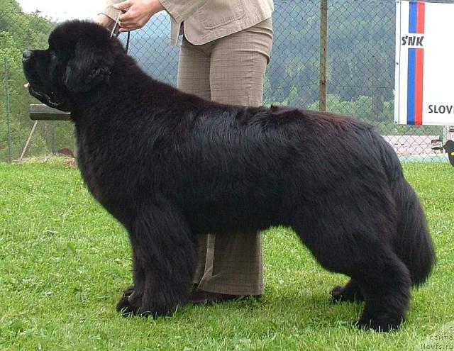 Фото: ньюфаундленд Poison or Honey King of Helluland