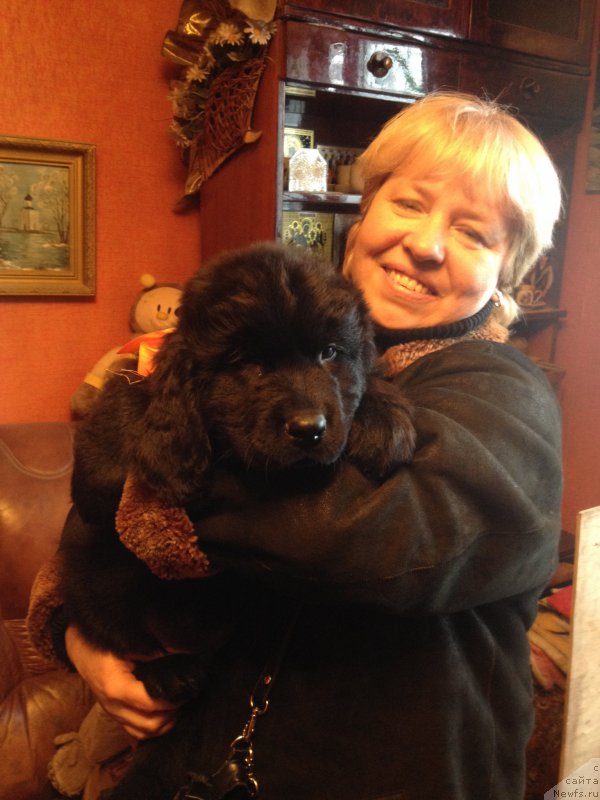 Фото: ньюфаундленд Сазерленд Марни Лаудер