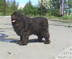 Фото: ньюфаундленд Ульрика Сноу Квин