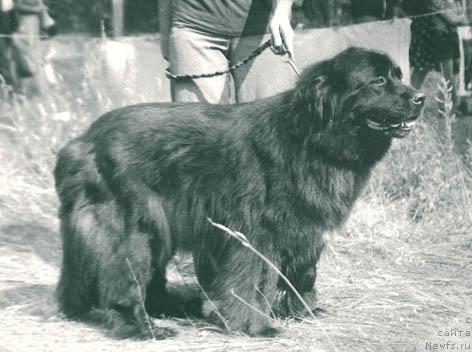 Фото: ньюфаундленд Серджам Найджела