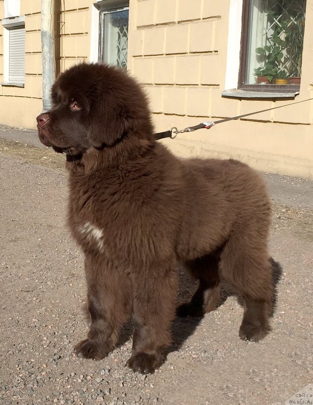 Фото: ньюфаундленд Фанньюф Атлантика (Funnewf Atlantika)