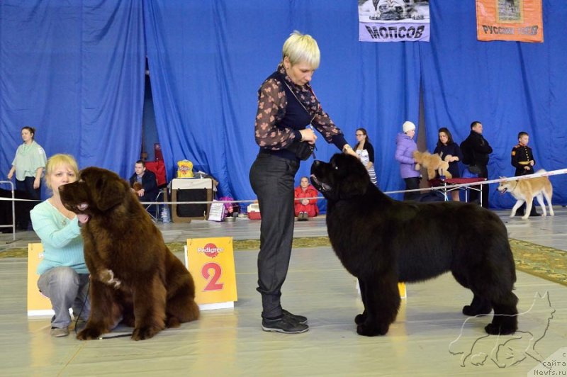 Фото: ньюфаундленд Плюшевая Панда Гранд Нероли (Plushevaya Panda Grand Neroli), RAYMOND BEST IN SHOW