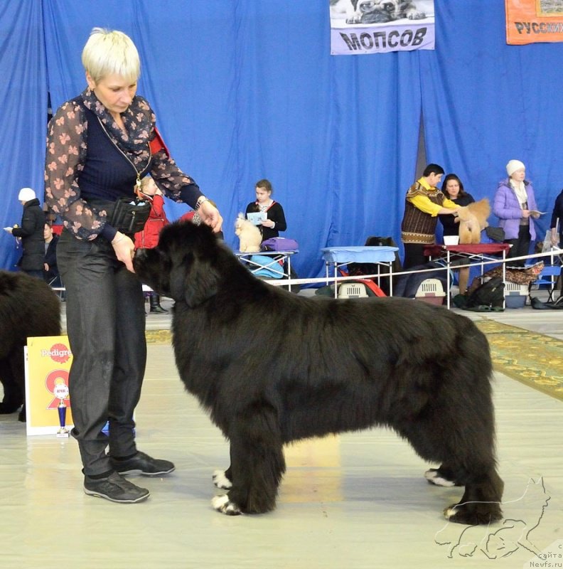 Фото: ньюфаундленд Promise To Love Midnight Bear