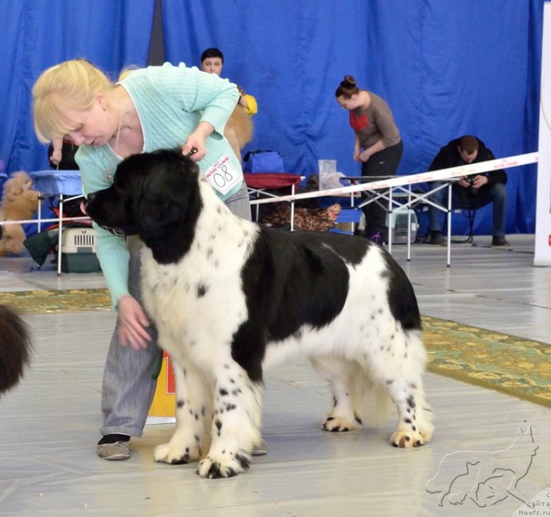 Фото: ньюфаундленд Маг Исполин Онега
