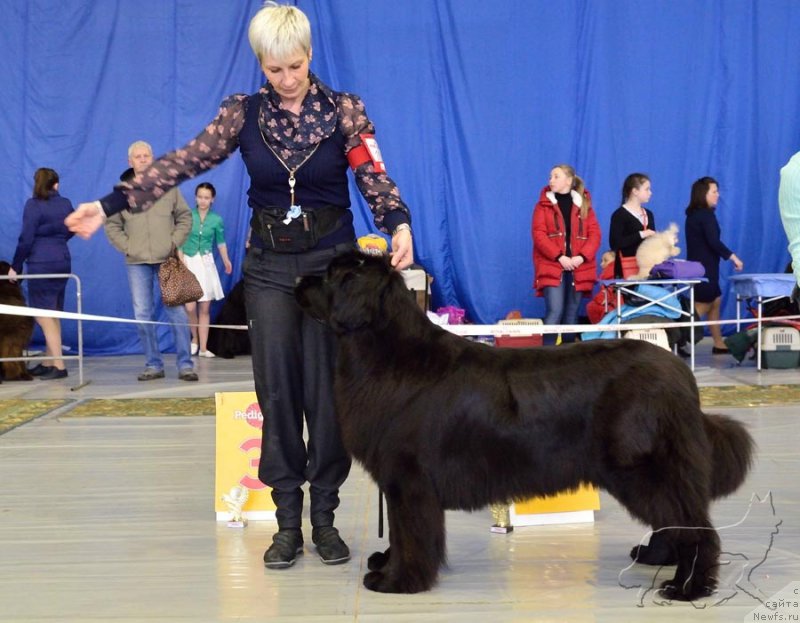 Фото: ньюфаундленд Плюшевая Панда Удивительная Кейт (Plushevaya Panda Udivitelnaja Kejt)