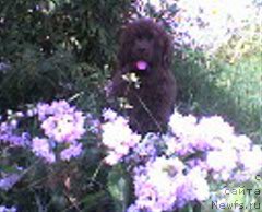 Фото: ньюфаундленд Ульрика Сноу Квин