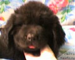 Фото: ньюфаундленд Ульрика Сноу Квин
