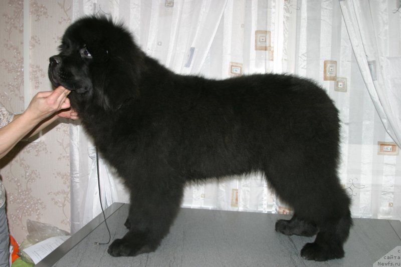 Фото: ньюфаундленд Бридж Овер Траблд Ривер (Bridge Over Troubled River)