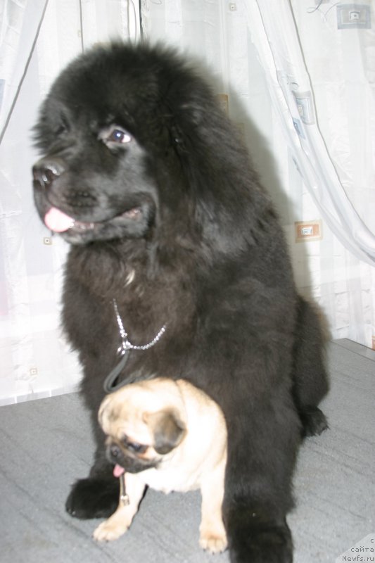 Фото: ньюфаундленд Бридж Овер Траблд Ривер (Bridge Over Troubled River)