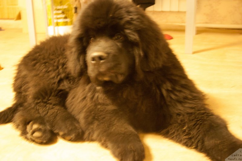 Фото: ньюфаундленд Бридж Овер Траблд Ривер (Bridge Over Troubled River)