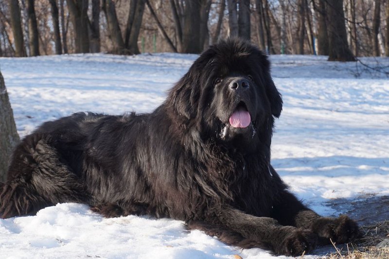 Фото: ньюфаундленд Бридж Овер Траблд Ривер (Bridge Over Troubled River)