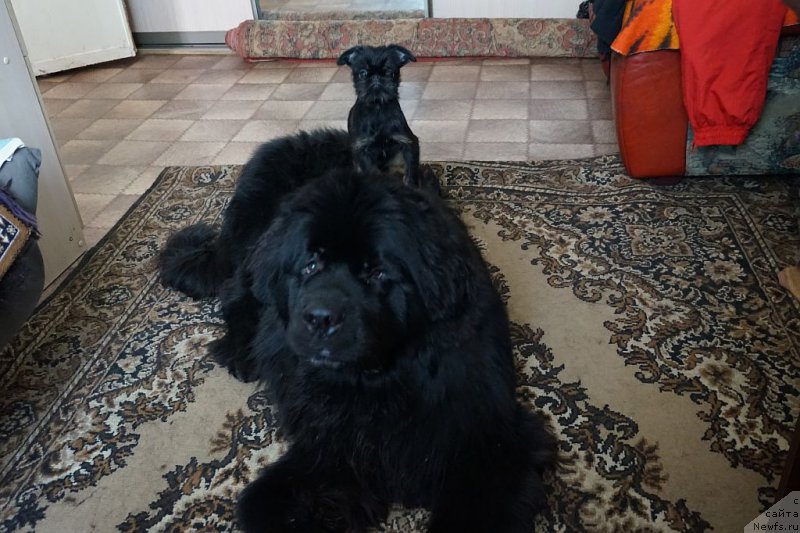 Фото: ньюфаундленд Бридж Овер Траблд Ривер (Bridge Over Troubled River)