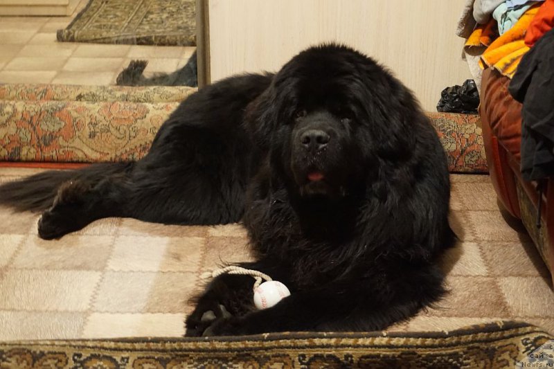 Фото: ньюфаундленд Бридж Овер Траблд Ривер (Bridge Over Troubled River)