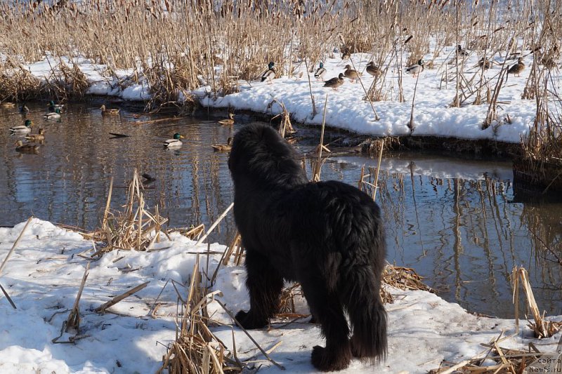 Фото: ньюфаундленд Бридж Овер Траблд Ривер (Bridge Over Troubled River)