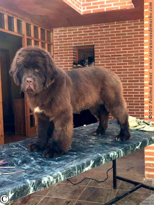 Фото: ньюфаундленд Фанньюф Адриатика (Funnewf Adriatika)