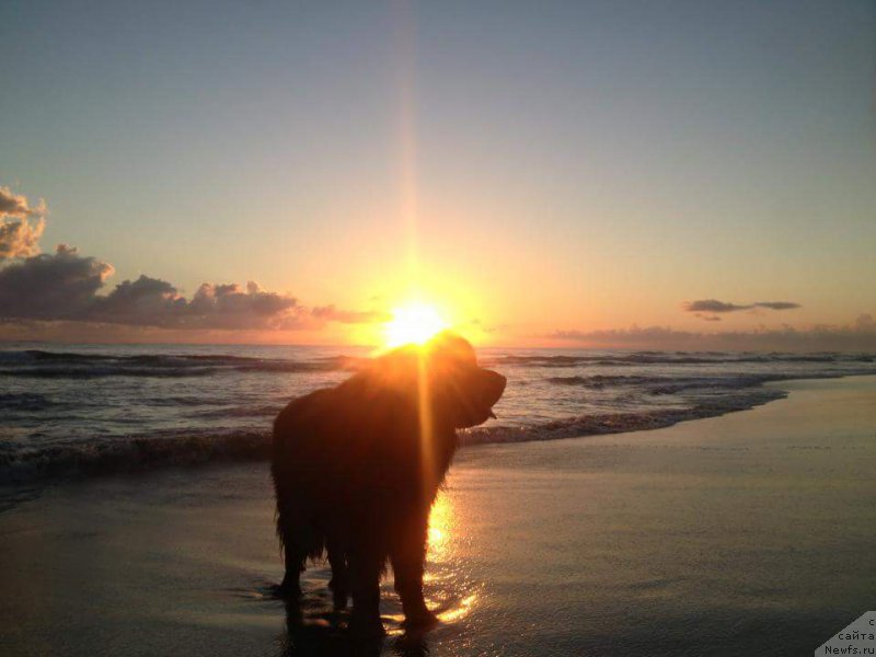 Фото: ньюфаундленд Питерньюф ИМХО (Piternyuf IMXO)