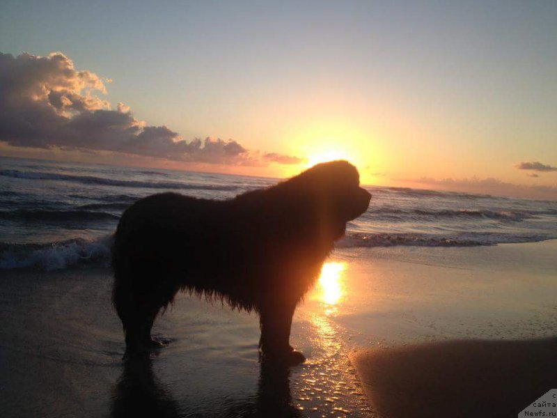 Фото: ньюфаундленд Питерньюф ИМХО (Piternyuf IMXO)