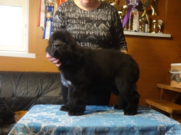 Фото: ньюфаундленд Ньюфорт Зодиак