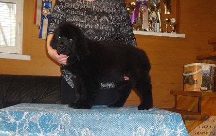 Фото: ньюфаундленд Ньюфорт Зимняя Сказка