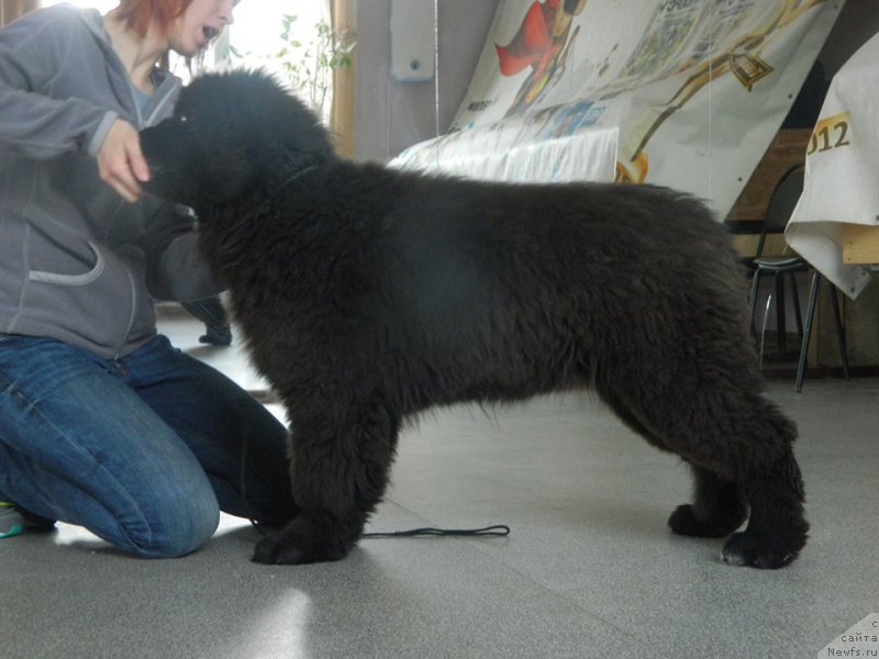 Фото: ньюфаундленд Ньюфорт Жорджия