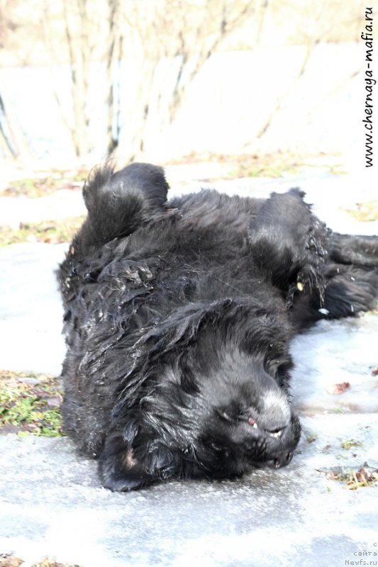 Фото: ньюфаундленд Усатый Нянь Тимоша