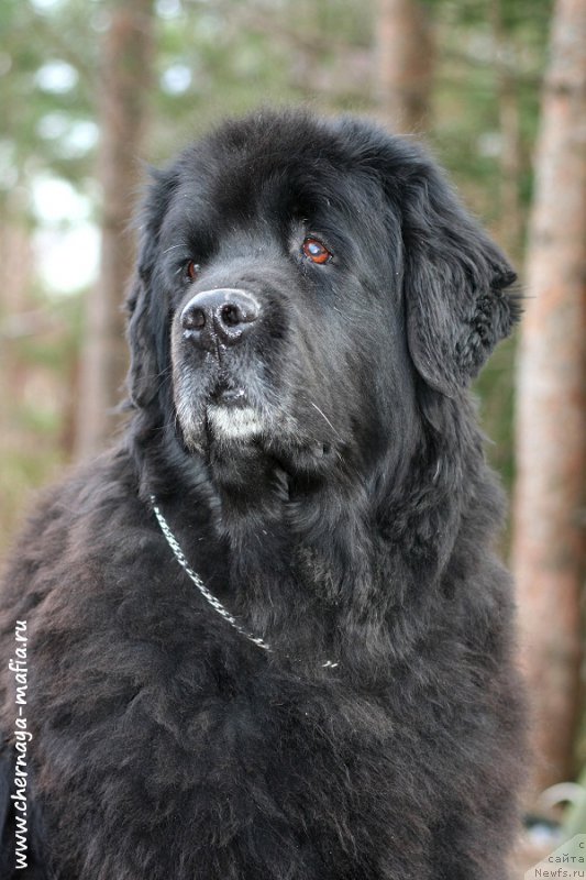 Фото: ньюфаундленд Усатый Нянь Тимоша