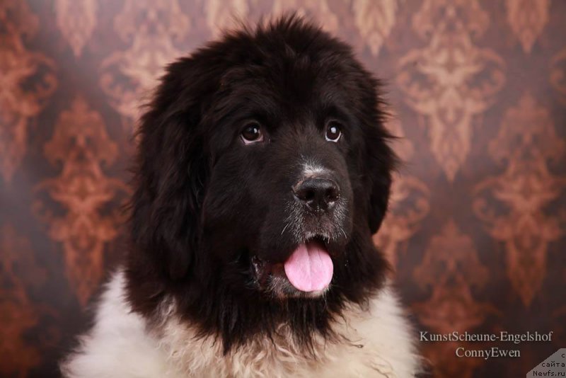 Фото: ньюфаундленд Сент Джонс Утеха ЛуаЛуа