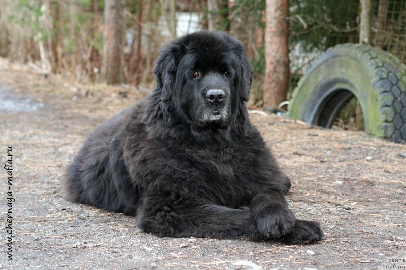 Фото: ньюфаундленд Усатый Нянь Тимоша