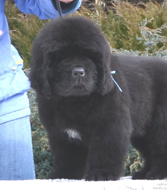 Фото: Щенки от, ньюфаундленд Likefather Like Son Midnight Bear, и, ньюфаундленд She is  Father's Favourite Midnight Bear, рождение 11.01.2016.