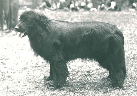 Фото: ньюфаундленд Викони Конта