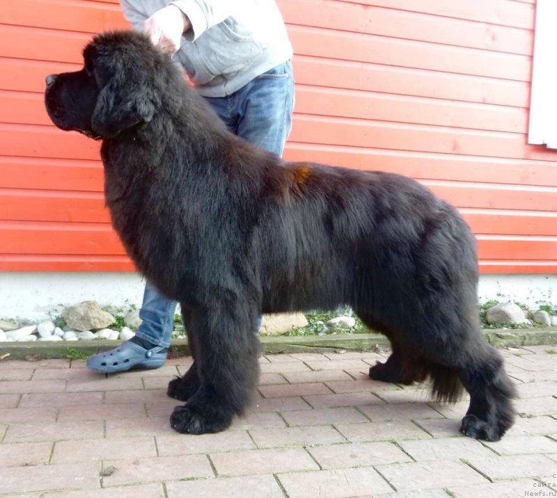 Фото: ньюфаундленд Смигар Эврисинг из Посибл (Smigar Everything iz Possible)