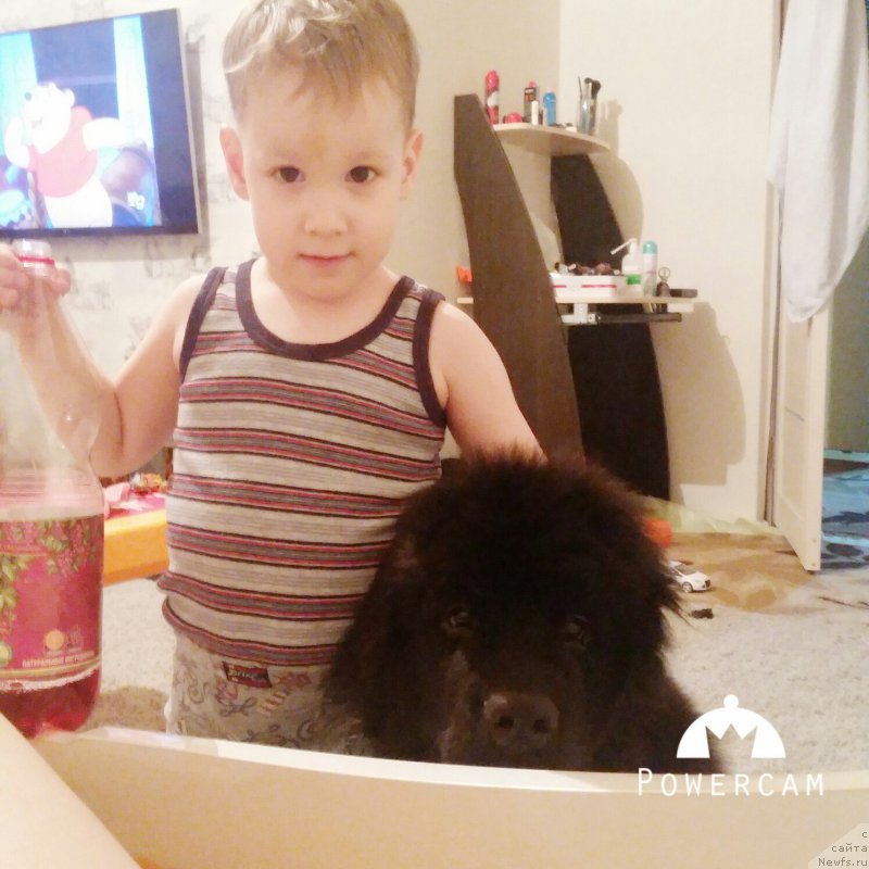 Фото: ньюфаундленд Ноорт Благородный Принц