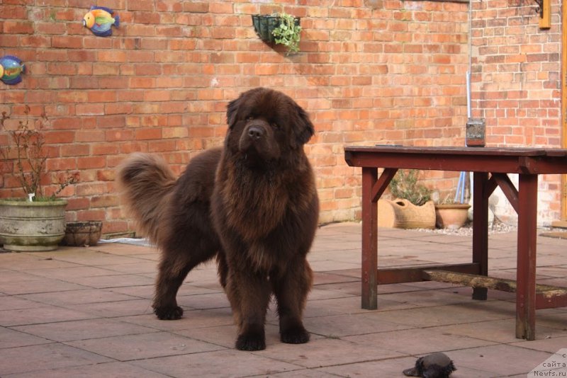 Фото: ньюфаундленд Нобл Кинг Май Лорд Симба