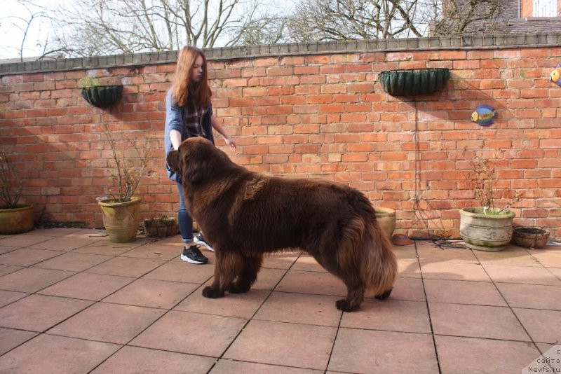 Фото: ньюфаундленд Нобл Кинг Май Лорд Симба