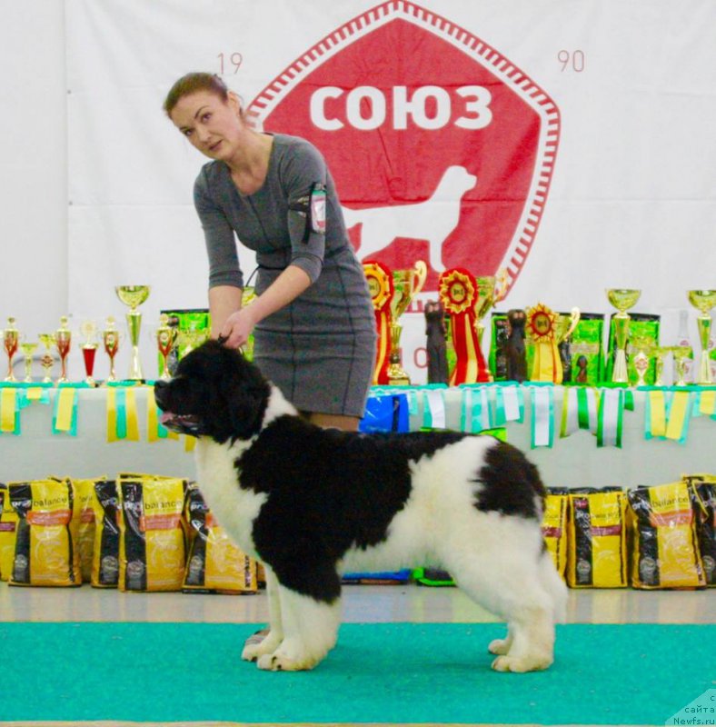 Фото: ньюфаундленд Аквиан Сонг Розмари (Akvian Song Rosemary)