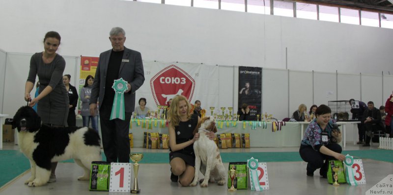 Фото: ньюфаундленд Аквиан Сонг Розмари (Akvian Song Rosemary)