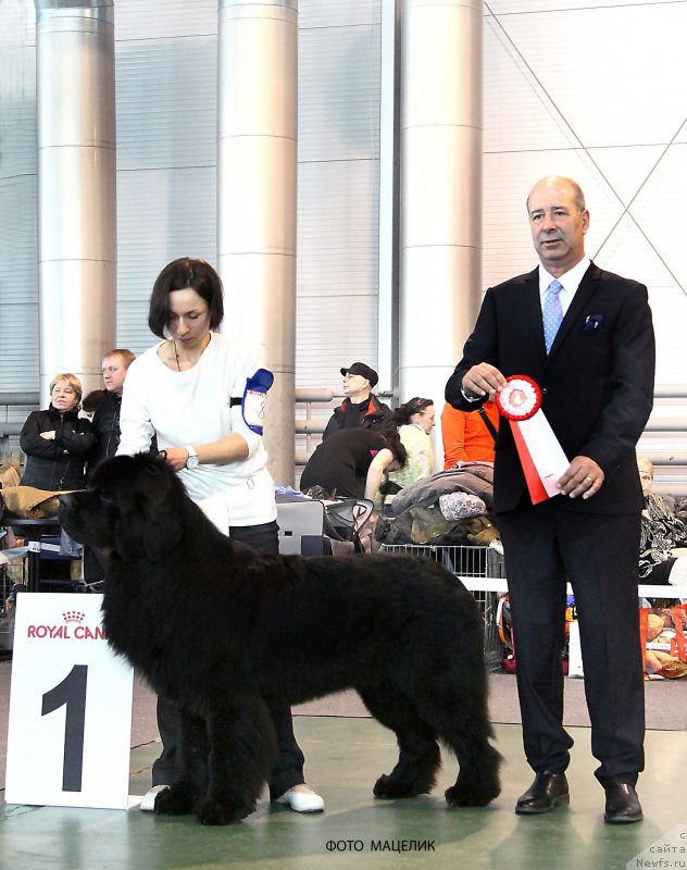 Фото: ], ньюфаундленд Бегущая по Волнам Чичаритто