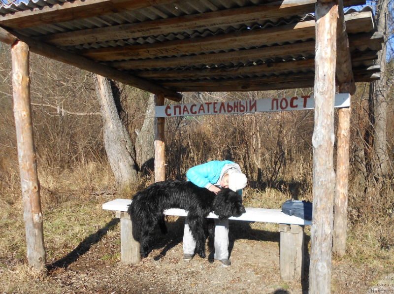 Фото: ньюфаундленд Акватория Келвин Импрессарио, Инна Бережная