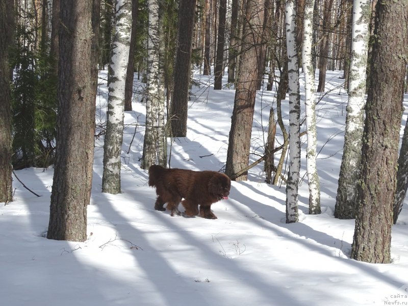 Фото: ньюфаундленд Ньюфорт Вивиан
