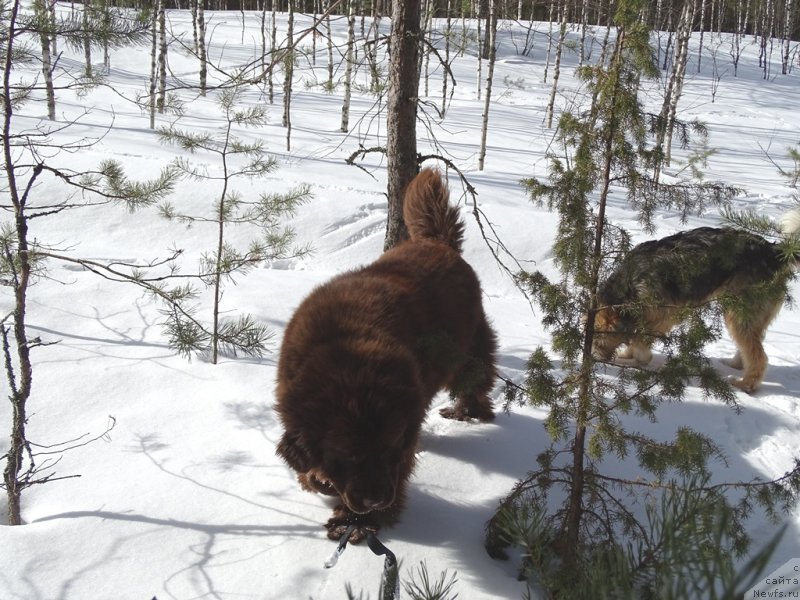 Фото: ньюфаундленд Ньюфорт Вивиан