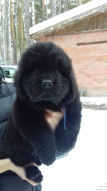 Фото: ньюфаундленд Супер Премиум Хартфорд (Super Premium Hartford)