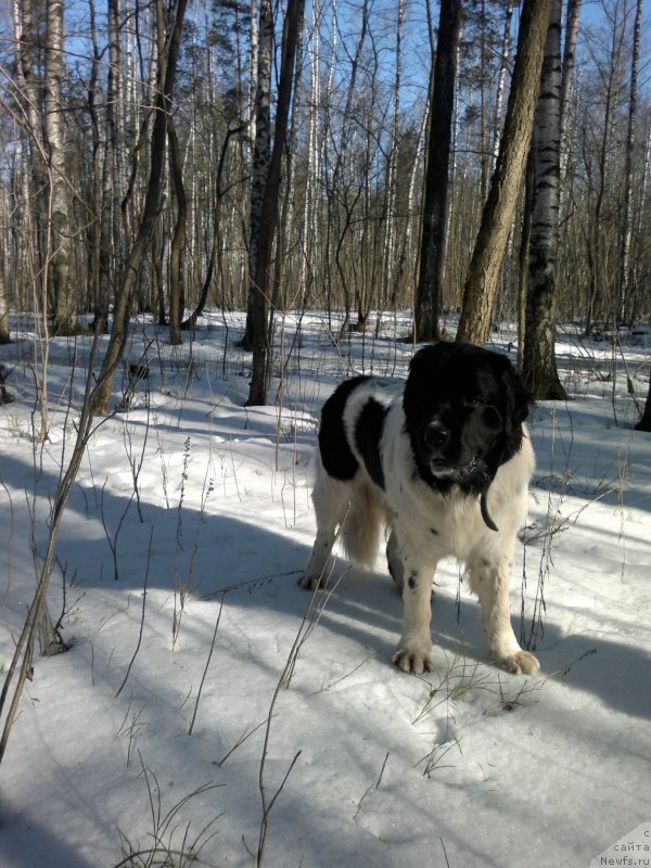 Фотография № 203751