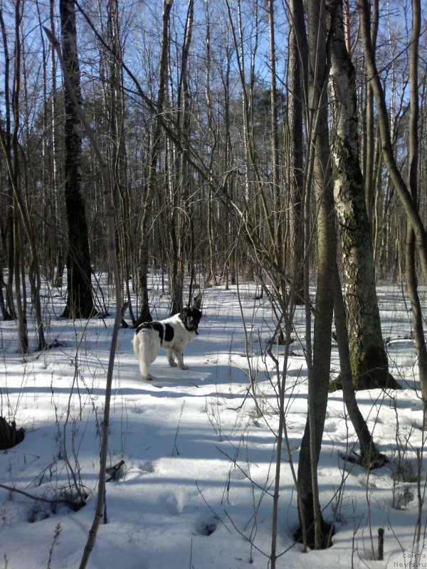 Фото: ньюфаундленд Амрита от Карельских Медведей