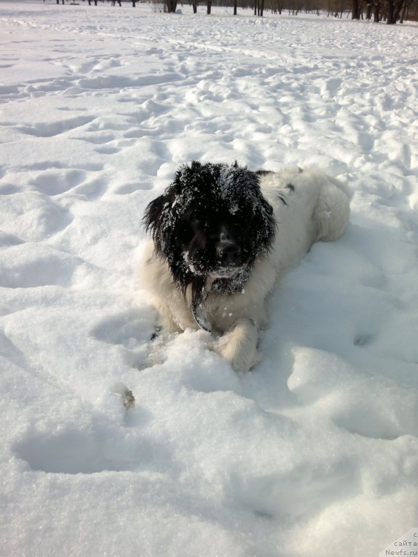 Фото: ньюфаундленд Амрита от Карельских Медведей