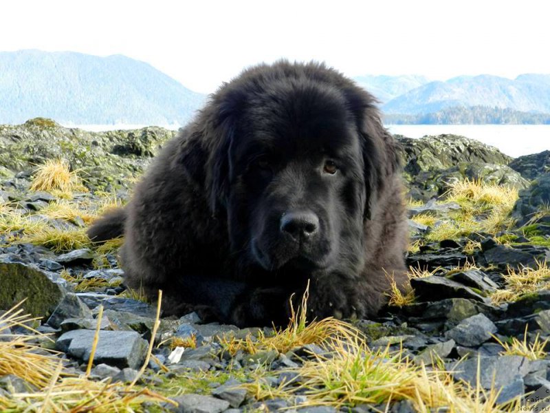 Фотография № 203762