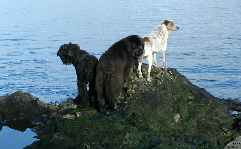 Фотография № 203764