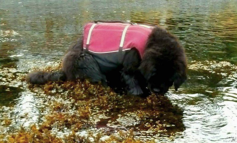 Фото: ньюфаундленд Черная Мафия Ангел Амонг Ус (Chernaya Mafia Аngel Among Us)