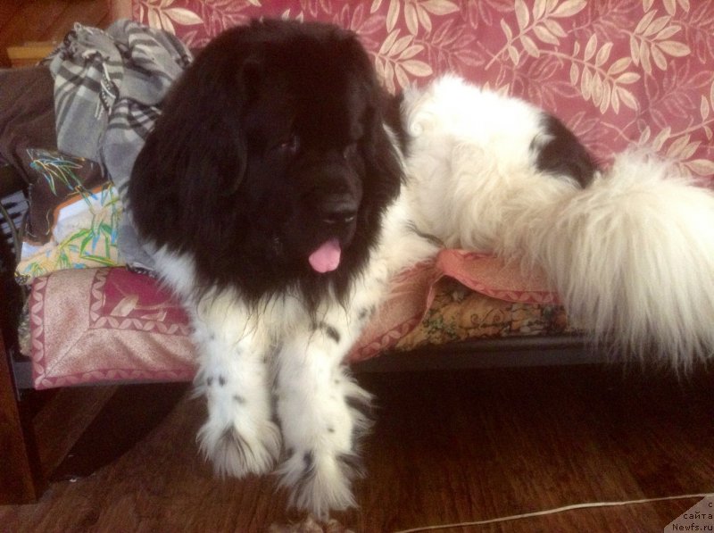 Фотография № 203769